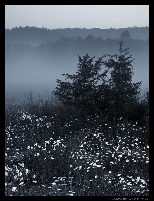 Ox-eye daisy in fog