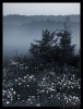 Landscape. Summer
Ox-eye daisy in fog